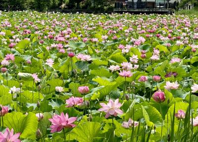 高田公園の蓮とタングラム斑尾のラベンダーと湯田中温泉