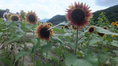 南光ひまわり畑、蓮の花苑旅のお中元バスツアー