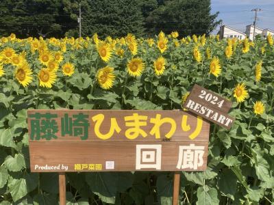 真夏を感じた！場所を変えて復活した藤崎ひまわり回廊に行って来ました／その藤崎ひまわり回廊の立地場所と行き方。
