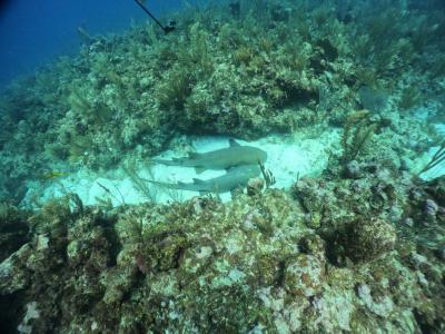 ベリーズ、メキシコ７日間①