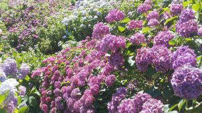 下田市_下田公園_あじさい祭