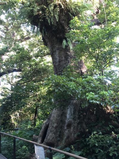 首里金城町の大アカギ