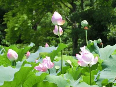 35℃を超える猛暑の中でヨロヨロと、大阪万博記念公園の日本庭園・はす池で「ハス三昧のひと時」を過ごす。（2024）