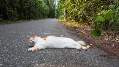 仙台・石巻・女川ひとり旅|石巻・田代島(猫島)編