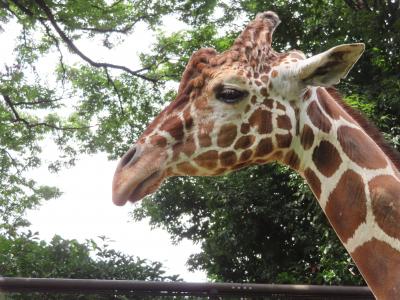 暑い夏を吹き飛ばす小野リサのさわやかコンサート