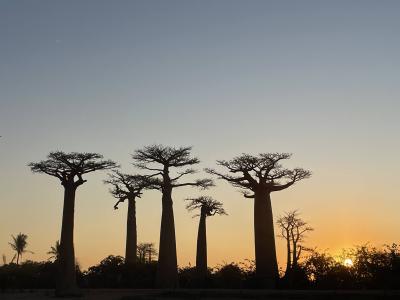 ツインギー・ハイキングとマダガスカルの大自然10日間　6日目