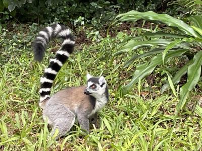 ツインギー・ハイキングとマダガスカルの大自然10日間　8日目