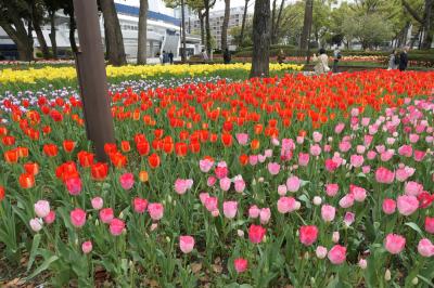 春の横浜♪　Vol.86　ガーデンネックレス横浜：横浜公園♪