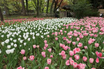 春の横浜♪　Vol.90　ガーデンネックレス横浜：横浜公園♪