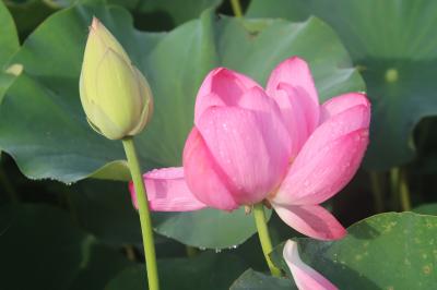 日中友好大使蓮「あかぼり蓮園」