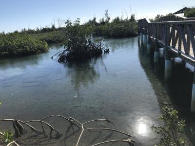 Norwegian Pearlで行くバハマクルーズ２０２３　Day3-3（Gold Rock Creekは熱帯魚がいっぱい！）