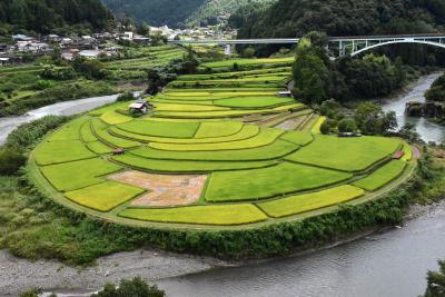 黄金色に色づく「あらぎ島の棚田」～有田川の蛇行と浸食でできた農山村景観～（和歌山）