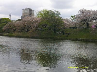 2024春・西日本＆韓国の旅（パート１４：最後に福岡の桜を堪能して北海道にカエル）