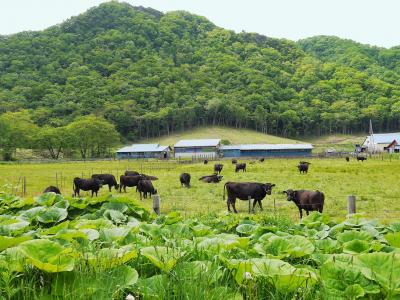 ♪ はてし~ない大空と~広い大地~ ♪ 流離の北海道旅其の参☆~樹海ロードには寄り道スポットがいっぱい~
