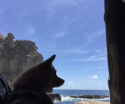 【犬とおでかけ】湯快リゾートプレミアム白浜御苑