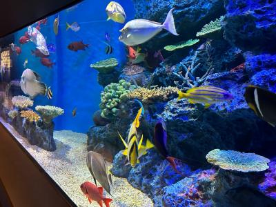 【子連れおでかけ】竹島水族館