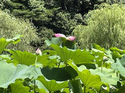 24年夏！！三度高松へその③栗林公園～帰着編