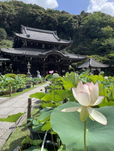 ハスの花を見に三室戸寺へ