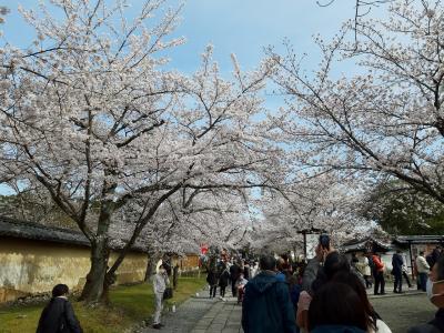 2022年春の18切符の旅(2/3)。京都で花見。