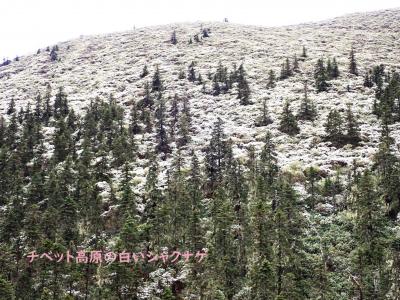 三星堆博物館・四姑娘山・貢&#22030;山・央&#36808;勇 の周遊（1３）  5/28～29日　玉龍西村から新都橋を経て理塘へ