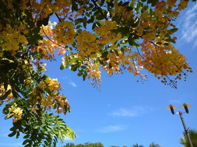 Hawaii☆街路樹も花盛りの楽園☆ホノルル後編