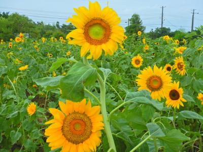 バスツアーで行く日帰り、桃園旅