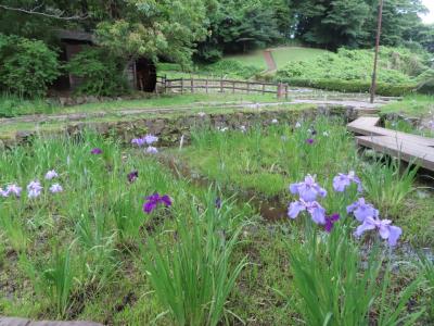 片倉城址公園の菖蒲田 八王子 2024/06/03