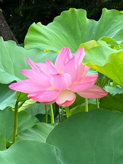 早朝観連会　三渓園