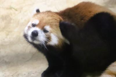 霧雨のしっとり埼玉こども動物自然公園（北園）コツメカワウソの子供たちと子牛のエッコロちゃん～レッサーパンダはかろうじて＆Zooマルシェで買物