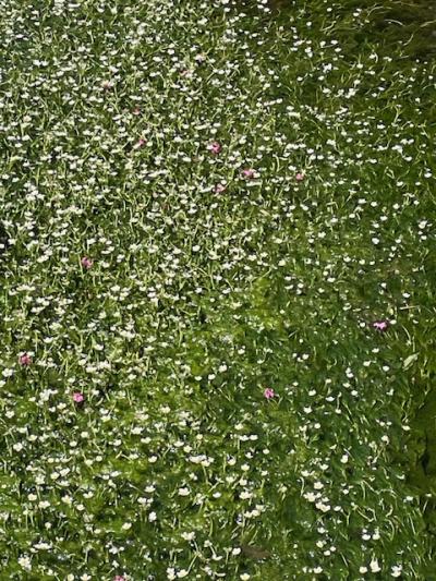 残りの青春１８きっぷを使って、梅花藻を見に醒ヶ井へ行ってきました