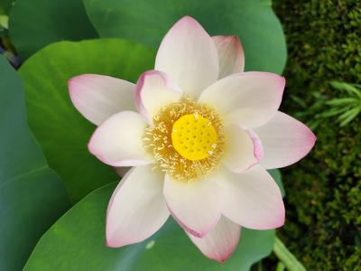 蓮酒の三室戸寺と祇園祭前編