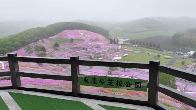 ２０２４年５月、雨の芝桜