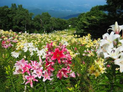 夏、長野県の北信エリアへ　②斑尾山のゆり園と戸隠神社（奥社と中社）、岩松院と松代象山地下壕