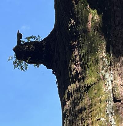 ⑧マダムの「知られざる神秘の離島　甑島列島縦断の旅3日間」という名の・・２日目の１　甑島？霧島神宮