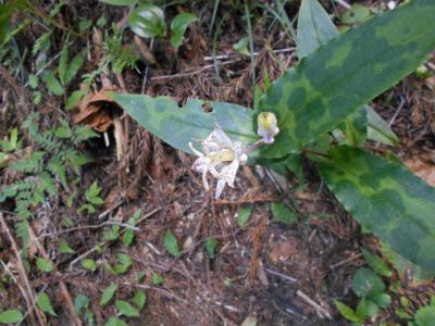 寒天山道から記念碑台へ、そして、アイスロードを下る。