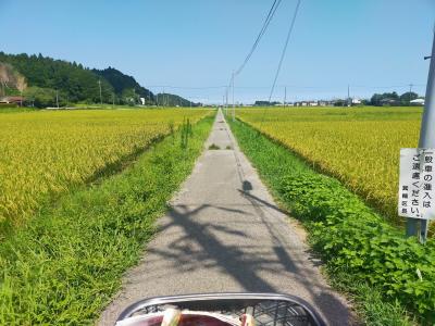 千葉県茂原市　風景印でセミ採集