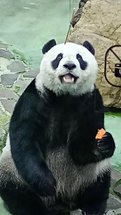 4年ぶりの台北、パンダと故宮と朝ご飯(交通・観光編)