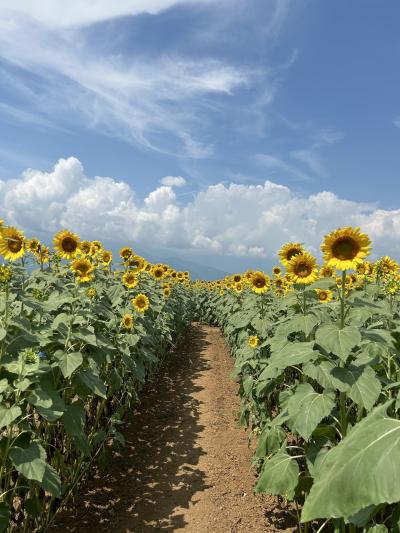 山梨バス散歩 向日葵と白桃と太陽