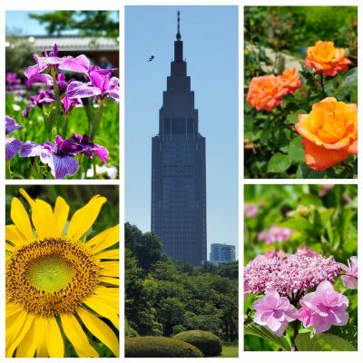 Summer Flowers  in Tokyo 菖蒲～紫陽花～薔薇～向日葵メドレー♪
