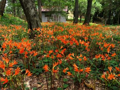 「天神山古墳」のキツネノカミソリ_2024_まだ咲いてましたが、見頃末期の印象でした（太田市）