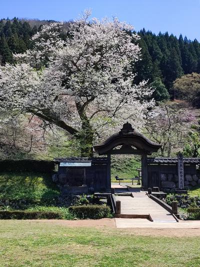 一乗谷朝倉氏遺跡と永平寺／桜満開の北陸の旅②