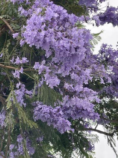 追悼(個人的に)熱海ジャカランダまつり