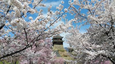 上田城跡公園の「上田城千本桜まつり」と一目十万本の「あんずの里」