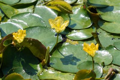 20240812-1 堀切菖蒲園 花菖蒲の季節では無いので、ひと気の無い菖蒲園。水金梅とか初雪葛とかきれいですけれど。