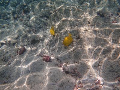24年6月ハワイ旅行④　３日目カハルウビーチパークでシュノーケリング
