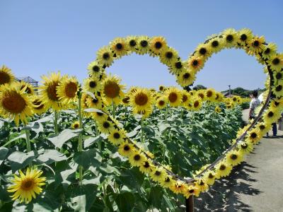 淡路島 ヒマワリとコアラ、おっ玉ねぎ