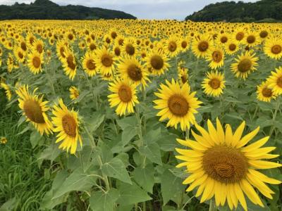 2024夏のひまわり