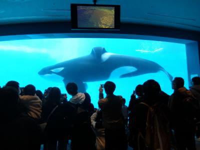 名古屋港水族館へ シャチ！イルカ！南極！丸1日大興奮！