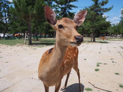 [2024年08月] 真夏の奈良、バス１日券を使いつくす