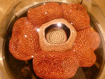 夢の島熱帯植物園に咲いていた花